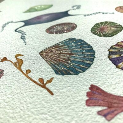 Limpet Shell with Metalic Watercolour Paint