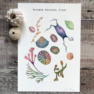 Illustration and my inter[ratation of a rainbow rockpool study about the inhabitants around