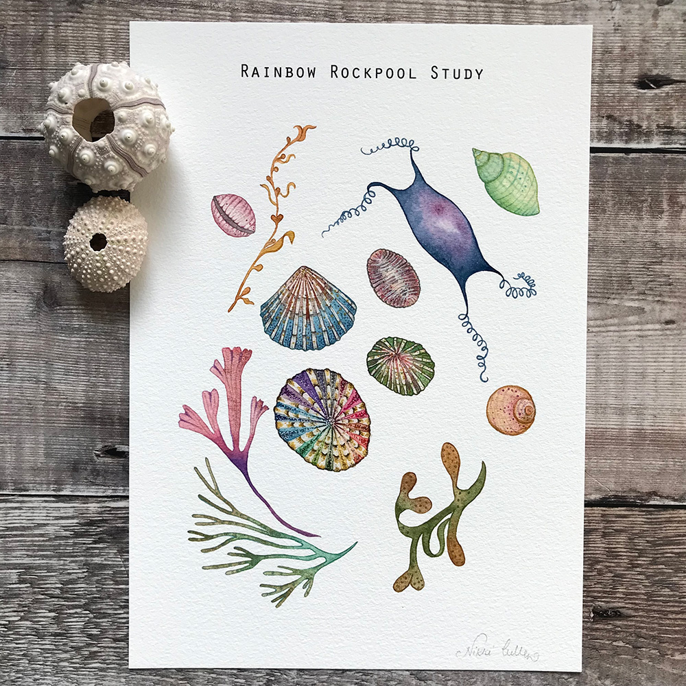 Illustration and my inter[ratation of a rainbow rockpool study about the inhabitants around