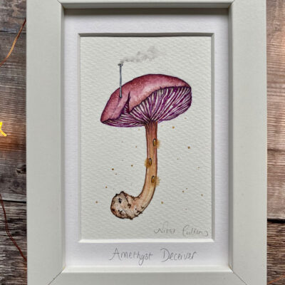 Amethyst deceiver purple mushroom