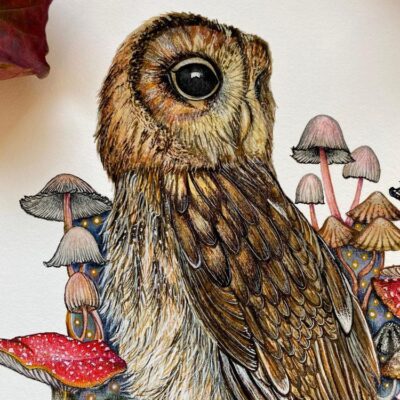 Owl and mushrooms close up head