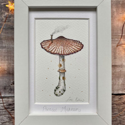 parasol mushroom large