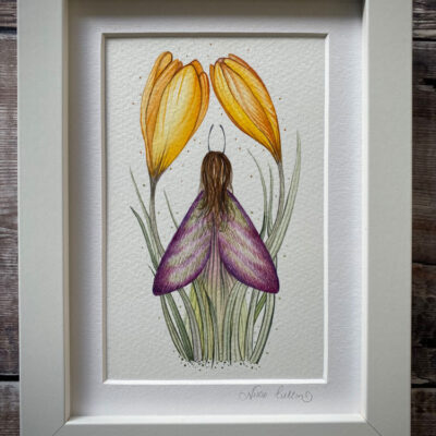 spring fairy crocus flower