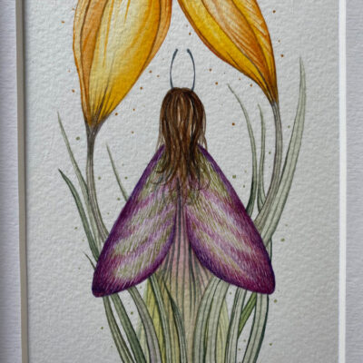 spring moth fairy crocus flower close up