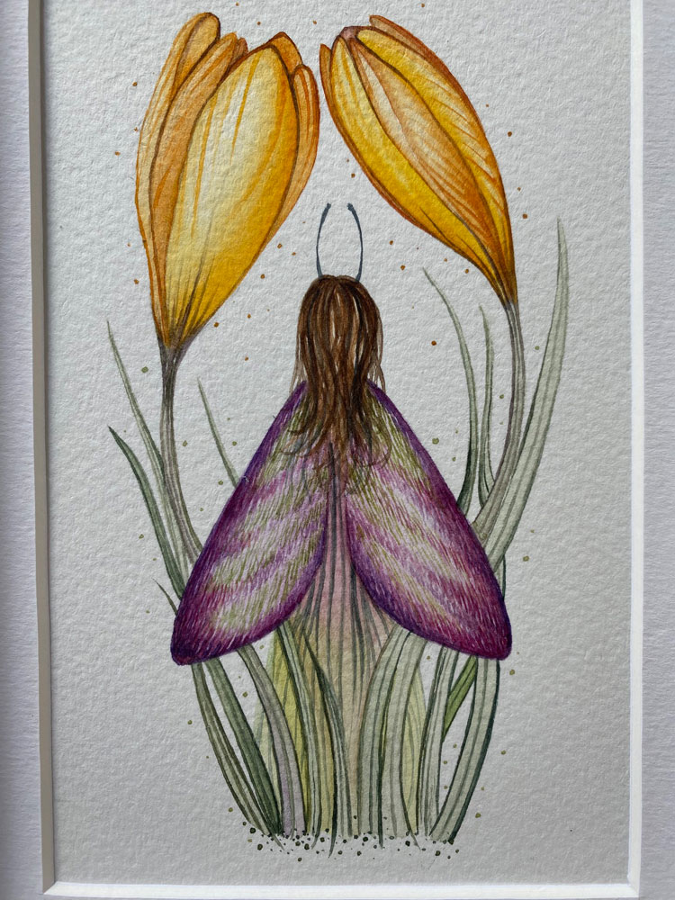 spring moth fairy crocus flower close up