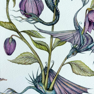 hellebore dragons close up.