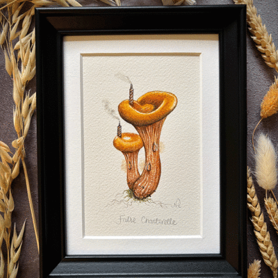 False Chanterelle mushroom