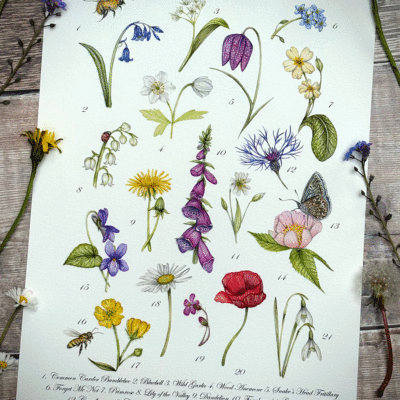 British wildflowers a4 print
